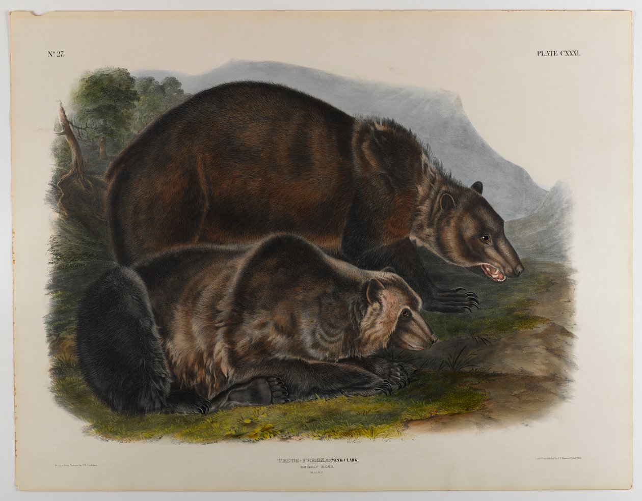 Grizzly bear by John James Audubon