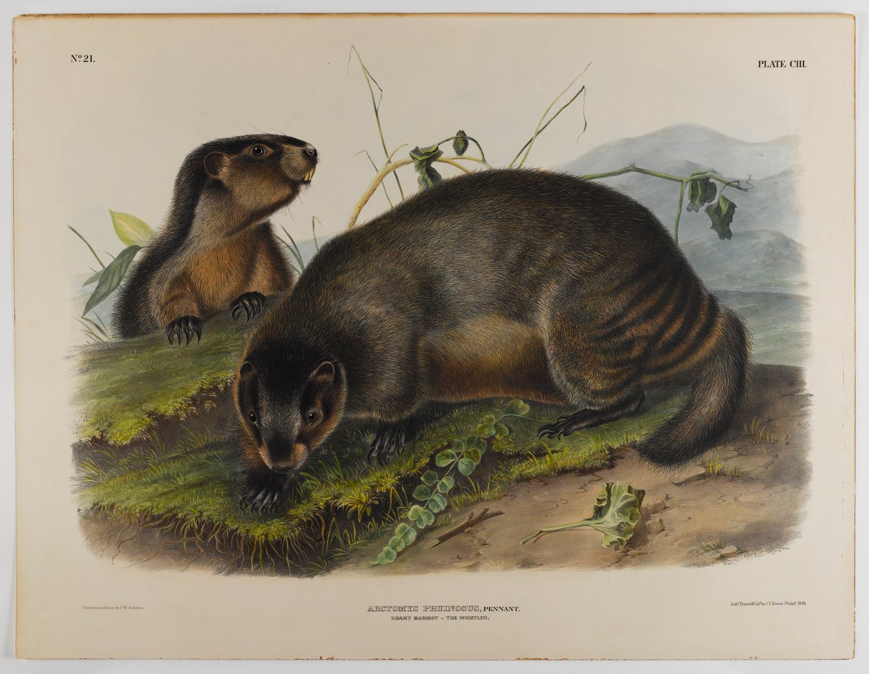 Hoary marmot by John James Audubon