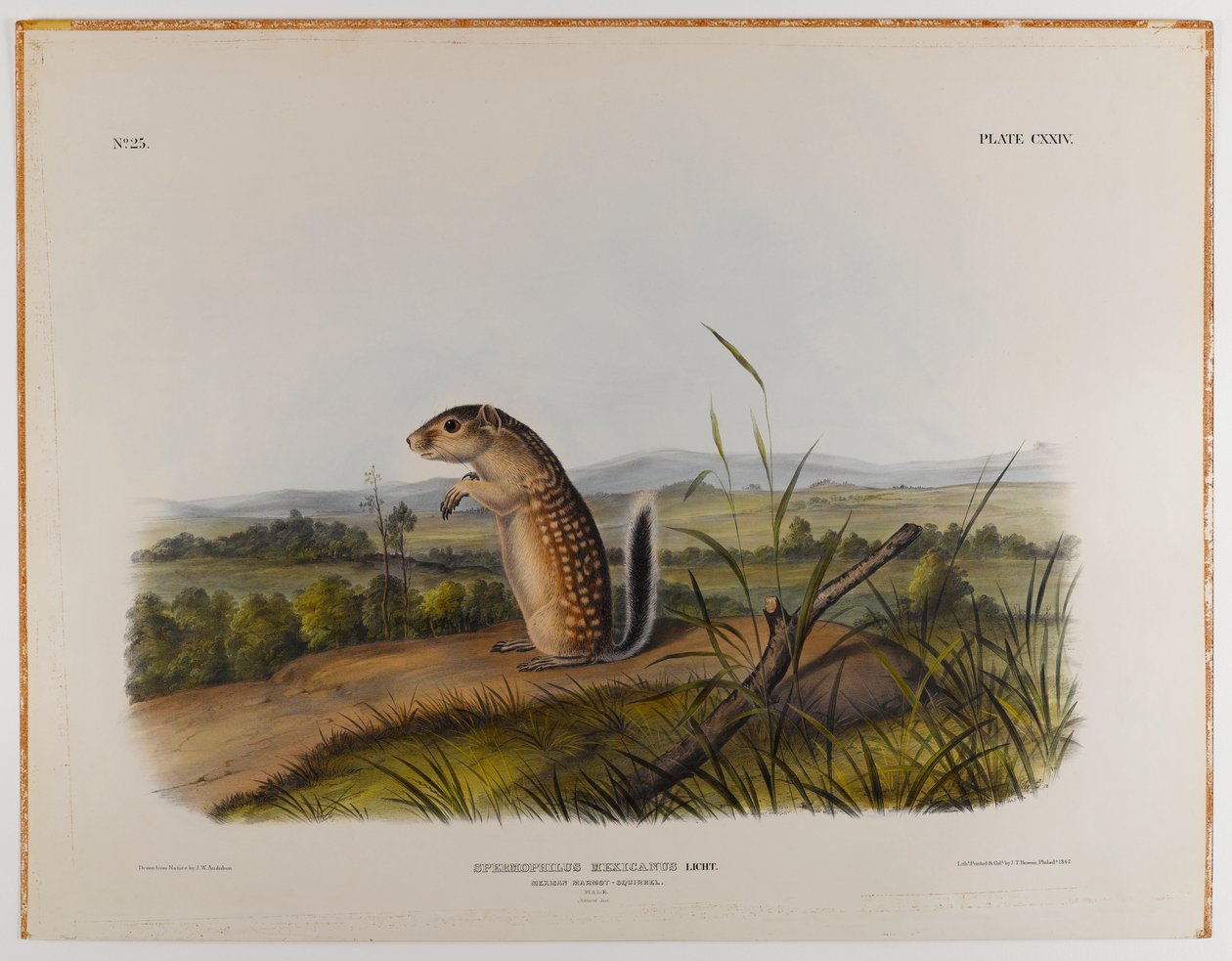 Mexican marmot squirrel by John James Audubon