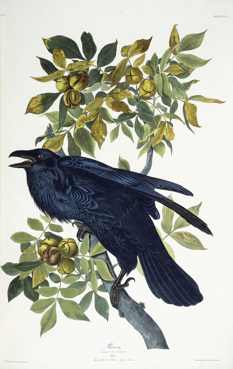 Raven by John James Audubon