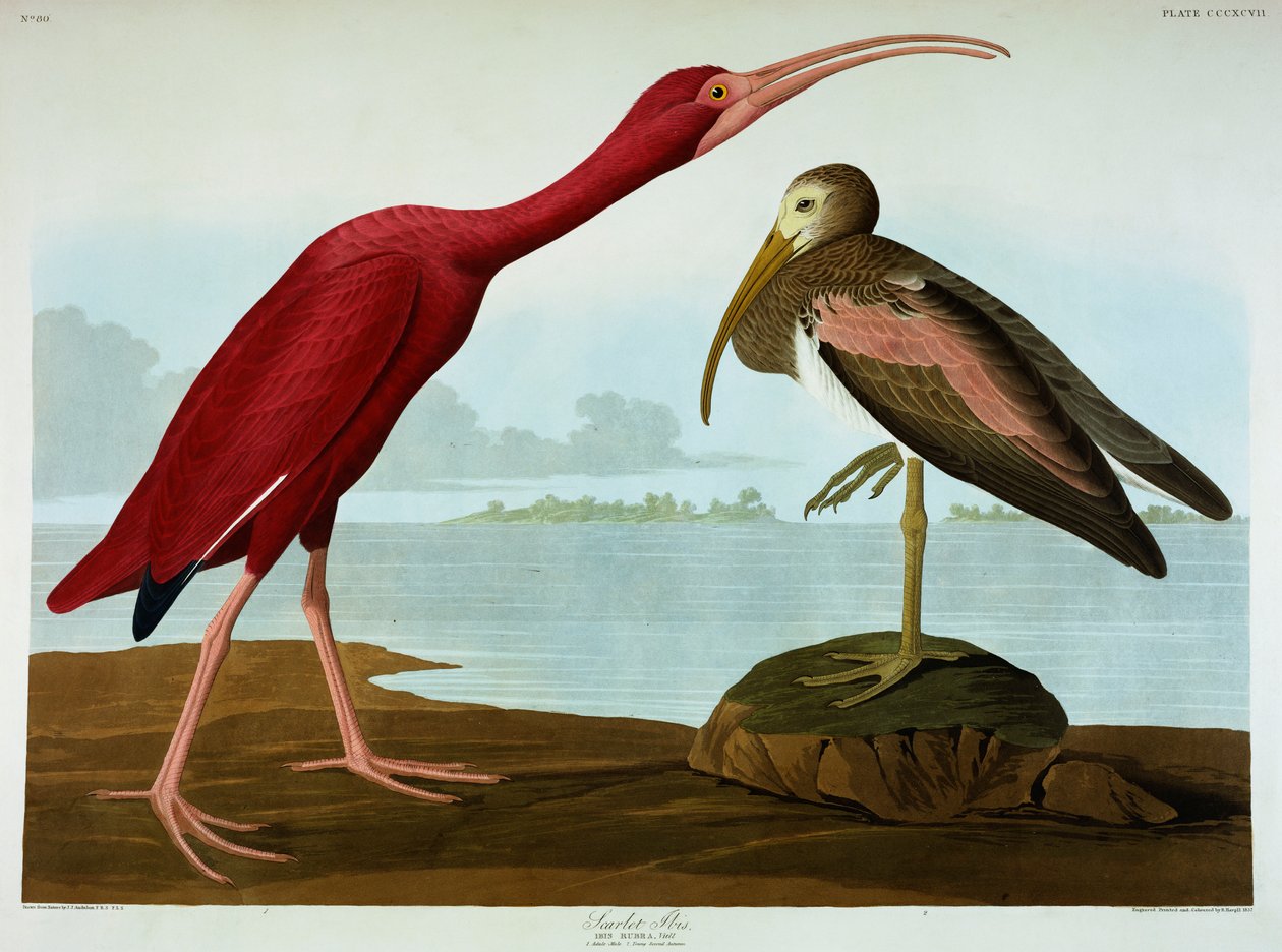 Scarlet Ibis by John James Audubon