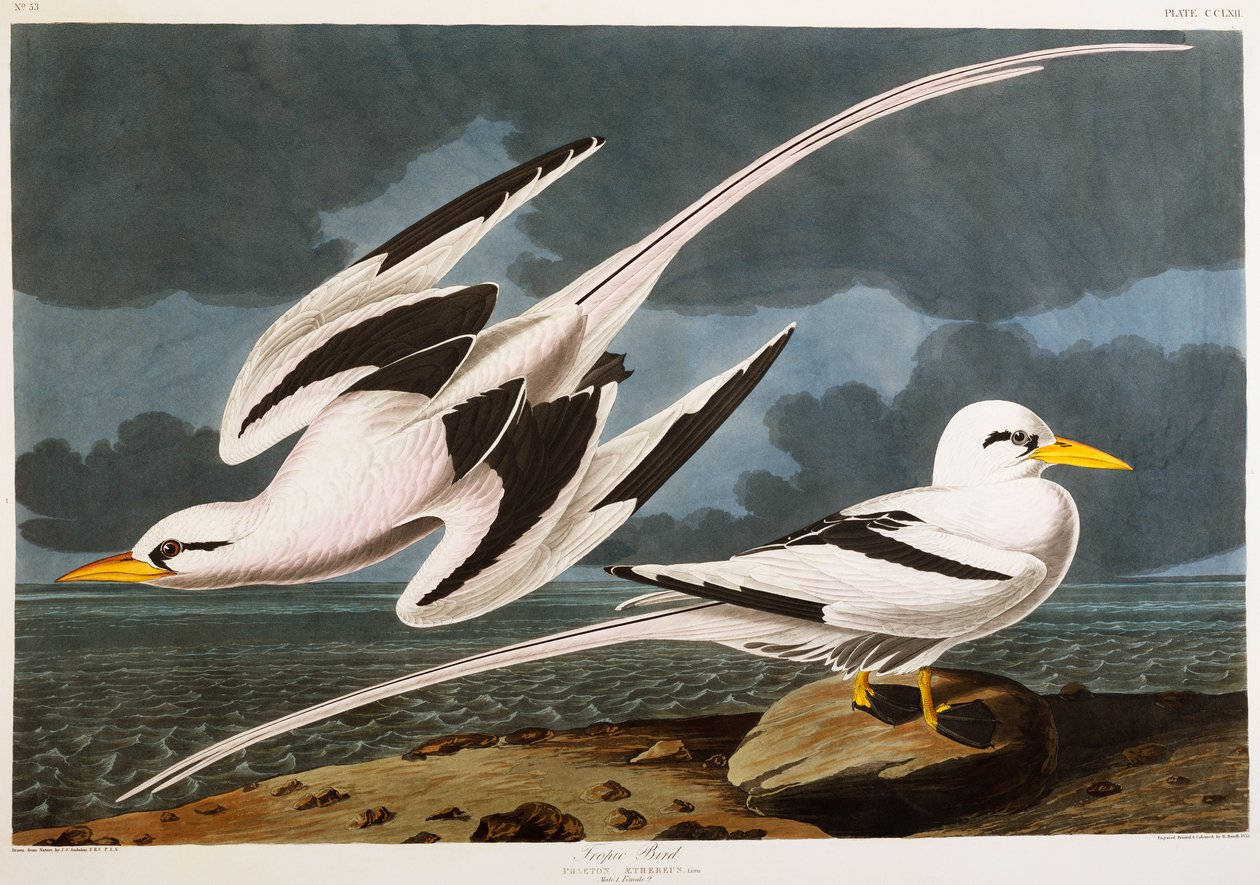 Tropic Bird by John James Audubon