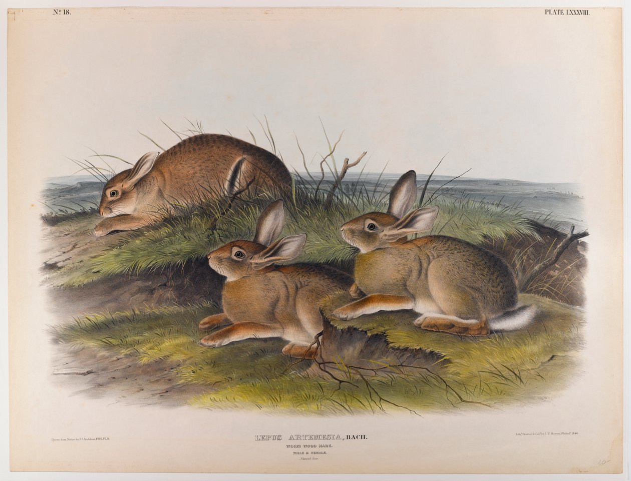 Wormwood hare by John James Audubon