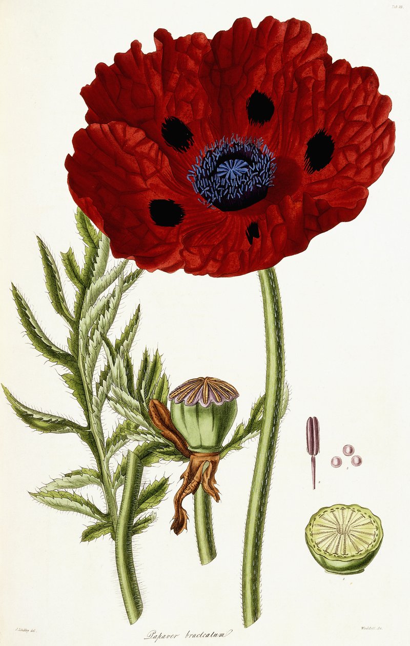 Papaver Bracteatum by John Lindley