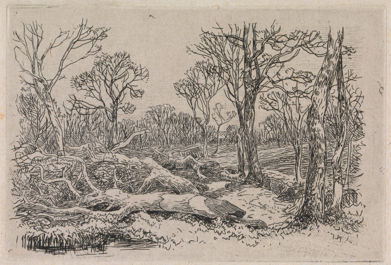 Felled Timber, Burningham by John Middleton