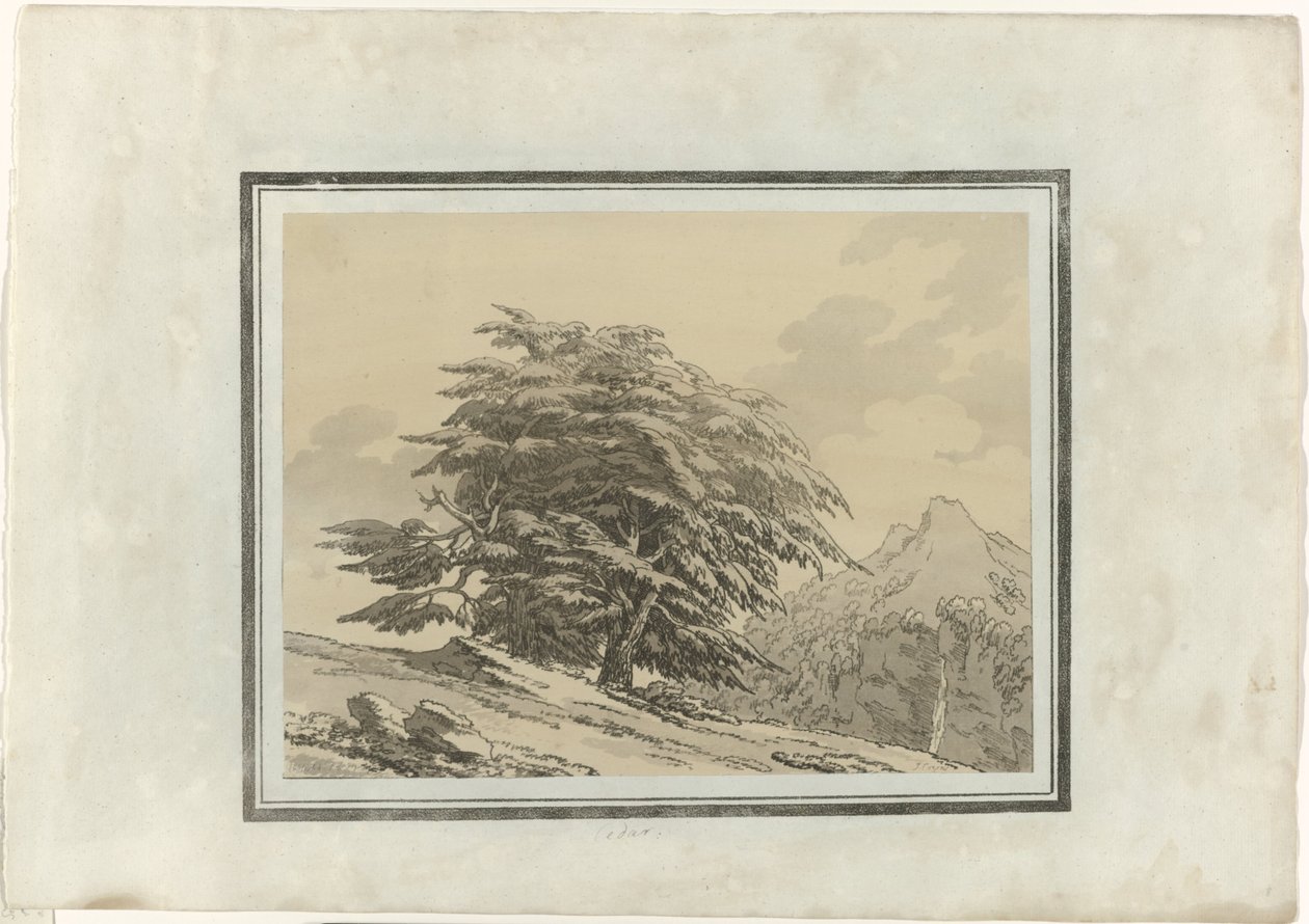 Cedar by John Robert Cozens