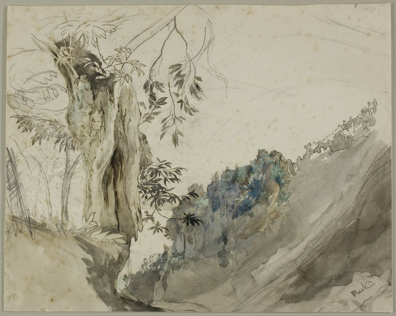Spanish Chestnut by John Ruskin