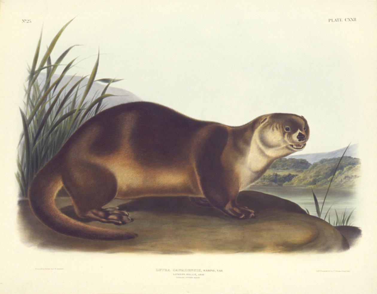Canada Otter--Male by John T. Bowen