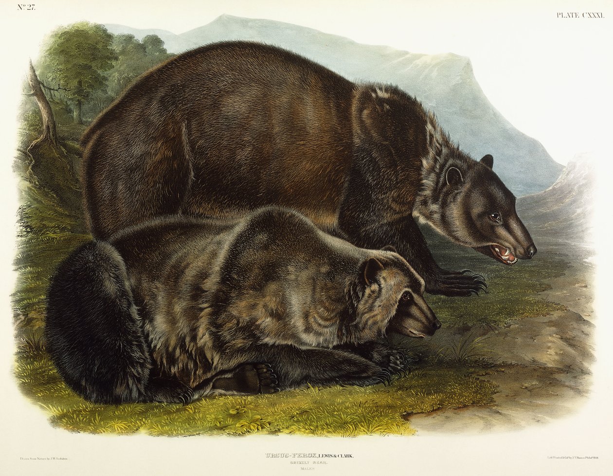 Male Grizzly Bear by John Woodhouse Audubon