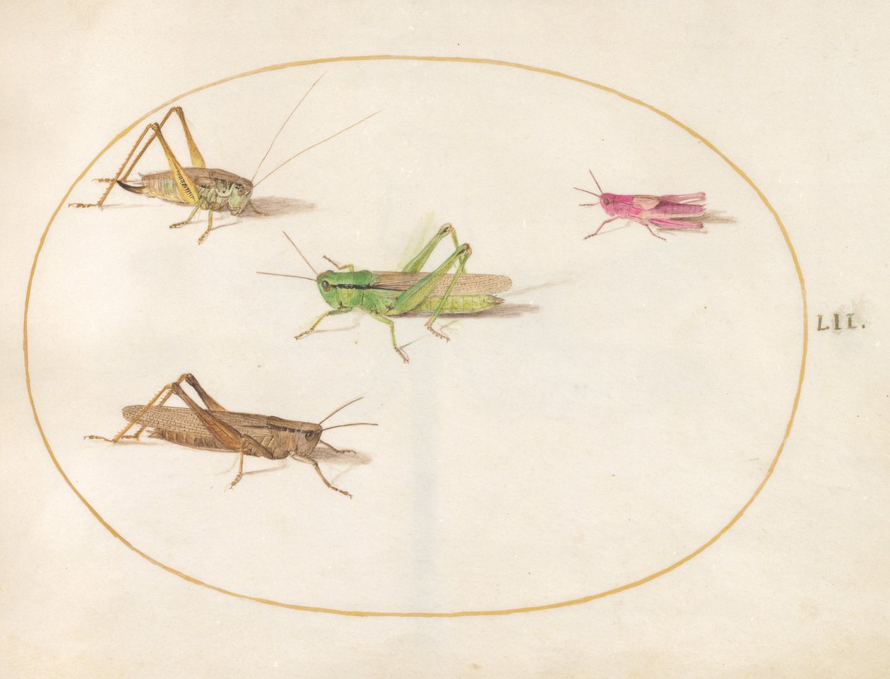 Insects, c.1575-80 by Joris Hoefnagel