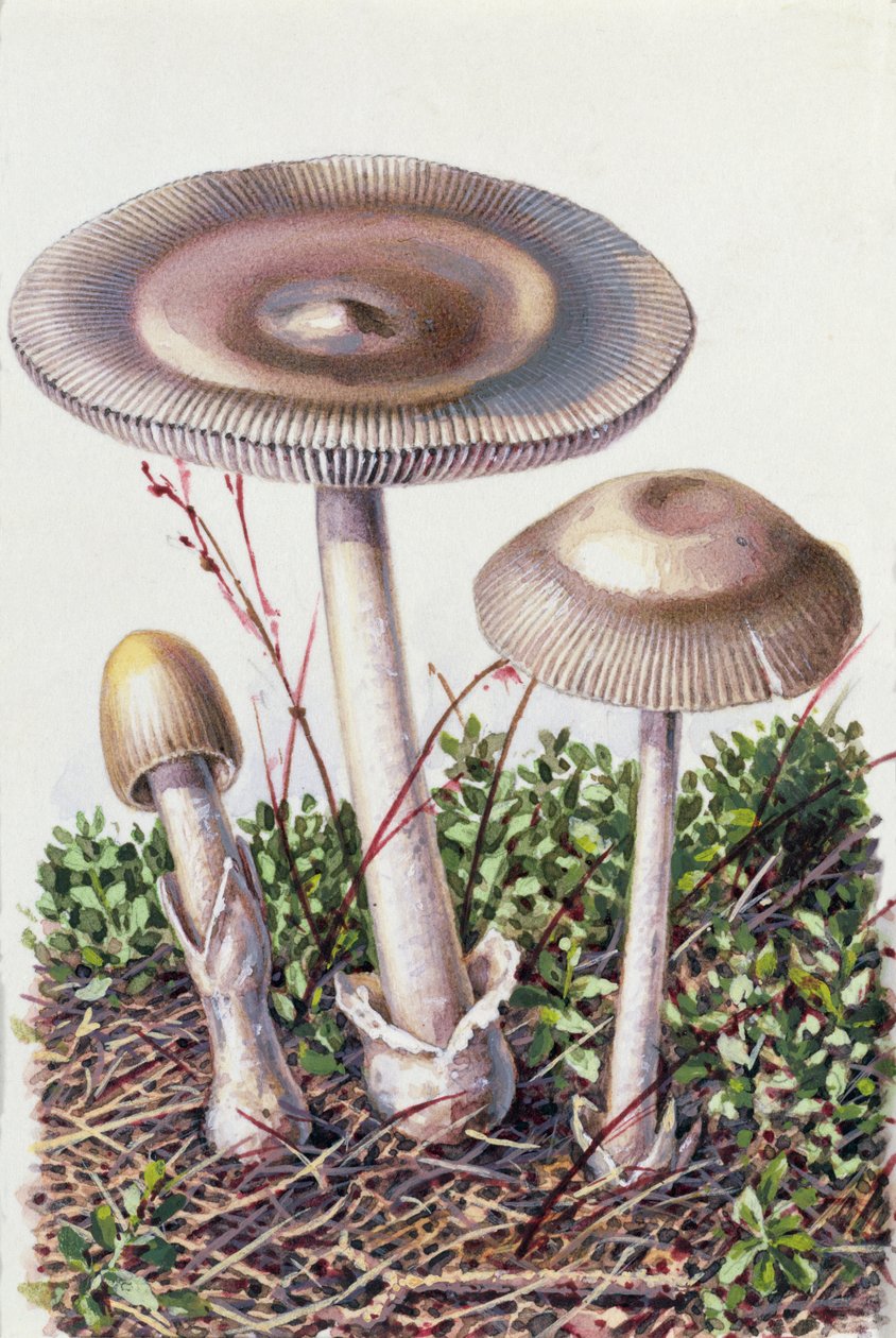 Study of Fungus by Josef Fleischmann