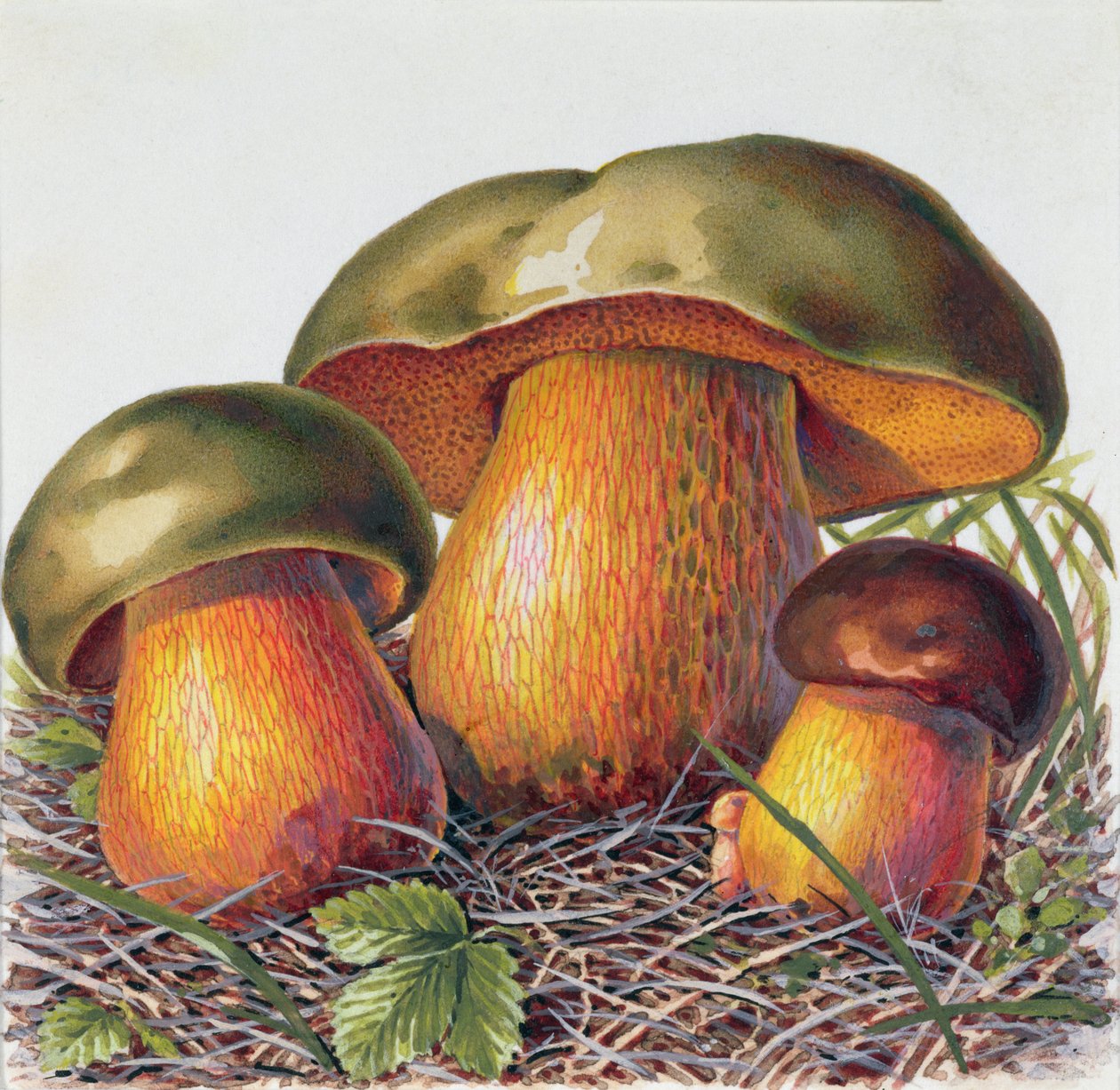 Study of Fungus by Josef Fleischmann