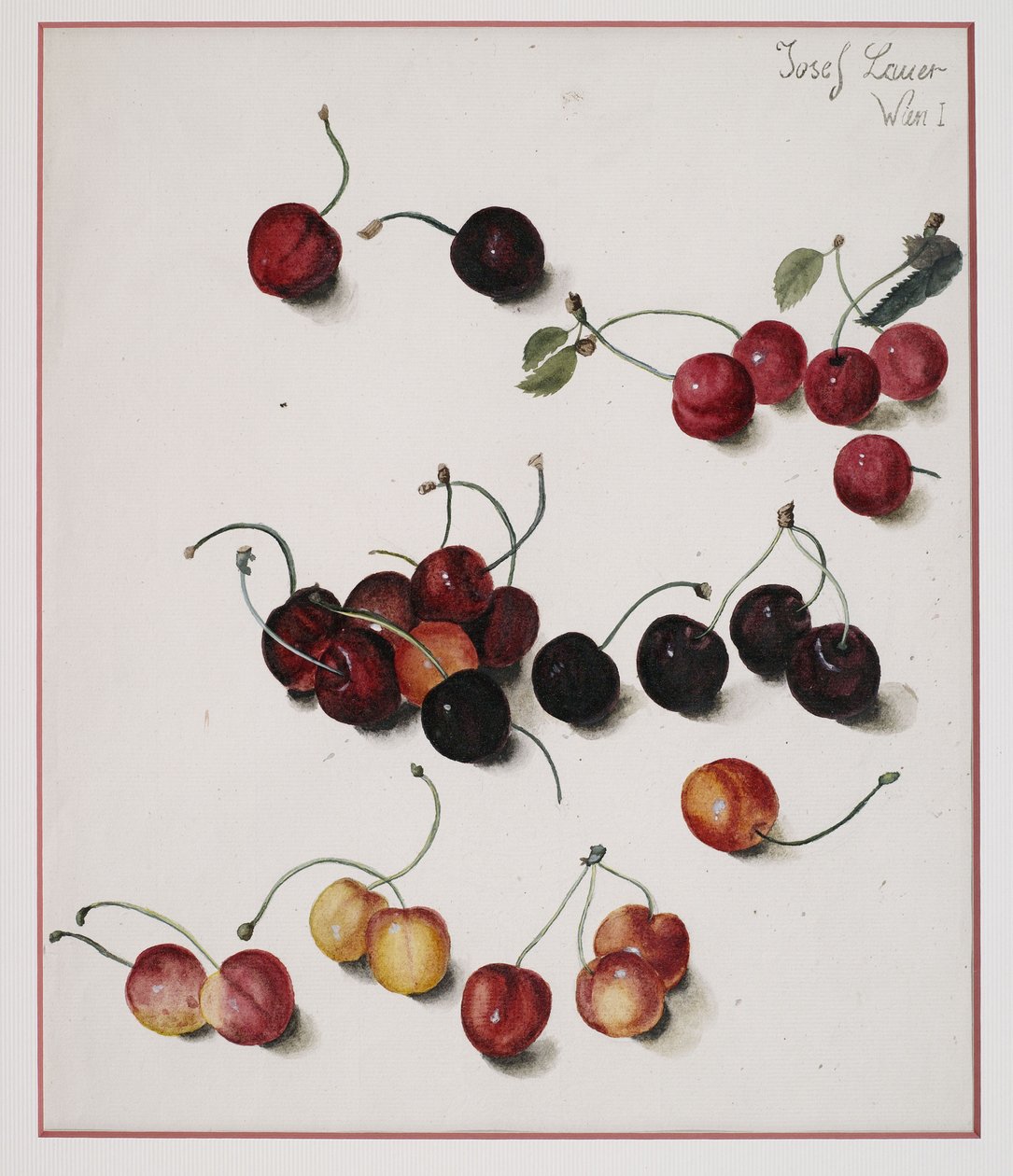 Cherries by Josef Lauer