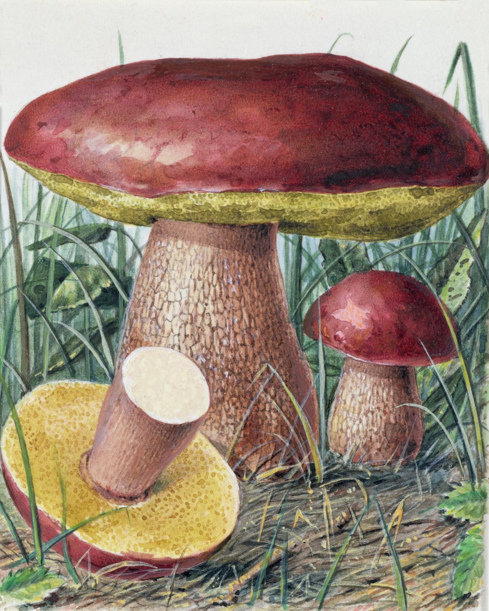 Study of Fungus by Josef Fleischmann