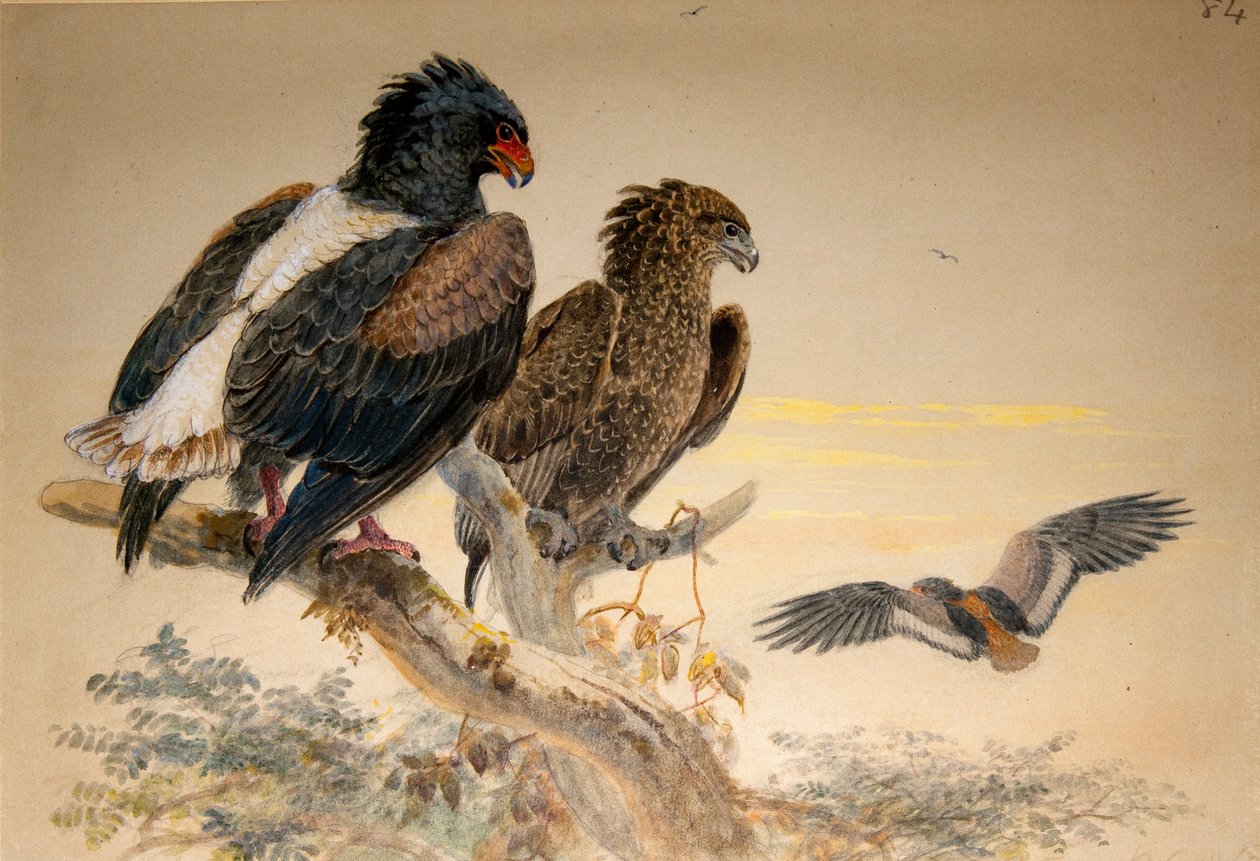 Bataleur Eagle by Joseph Wolf