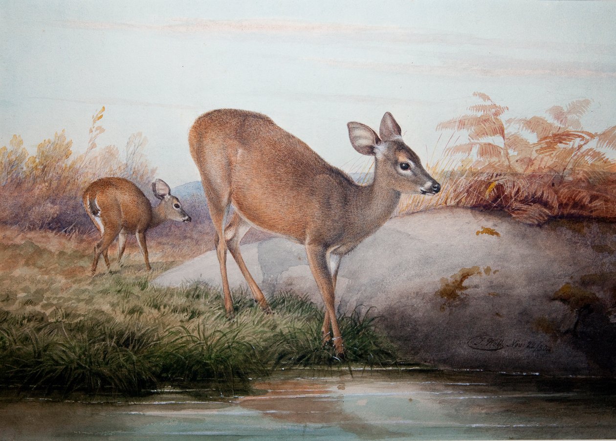 California Deer by Joseph Wolf