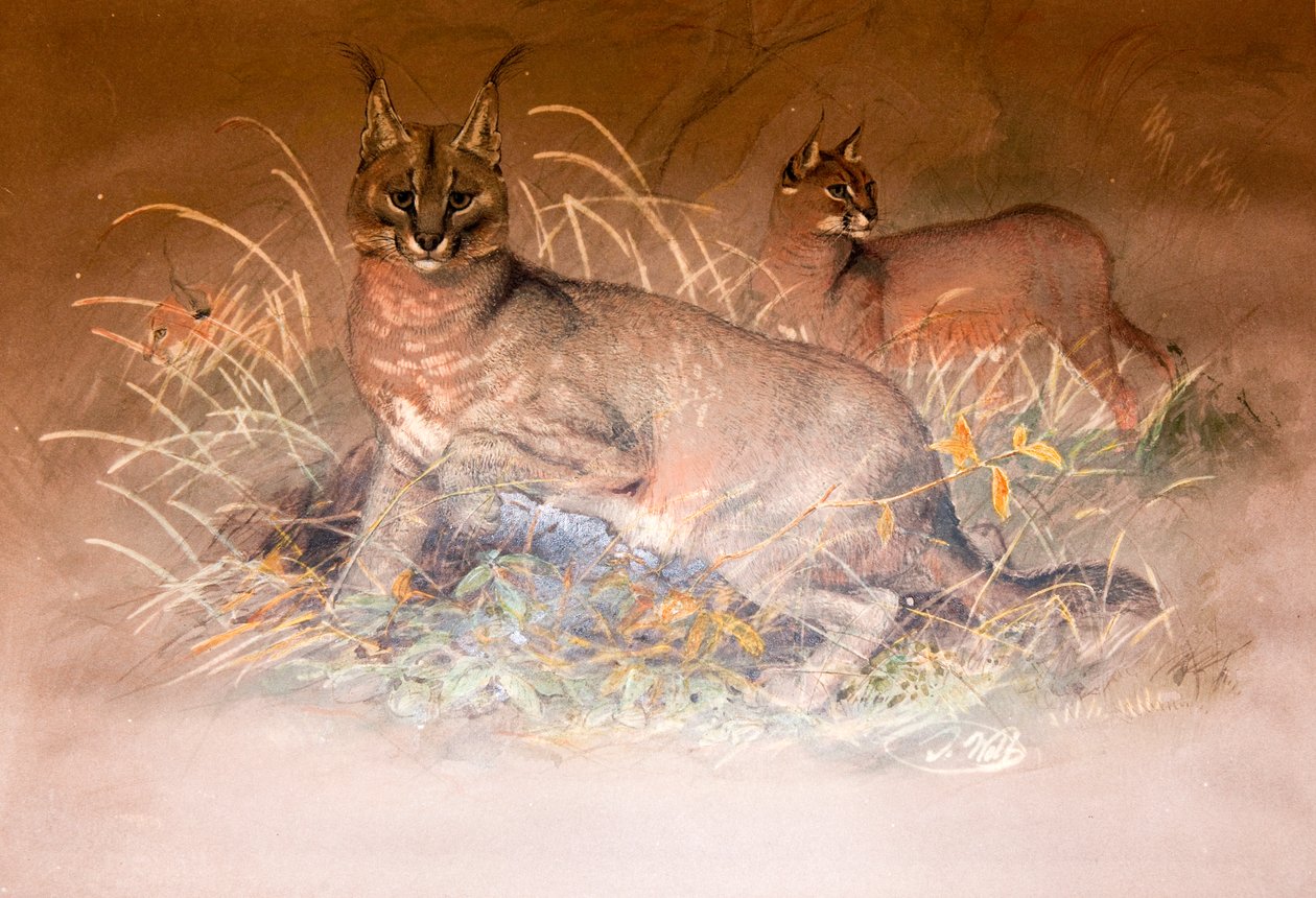 Caracal by Joseph Wolf