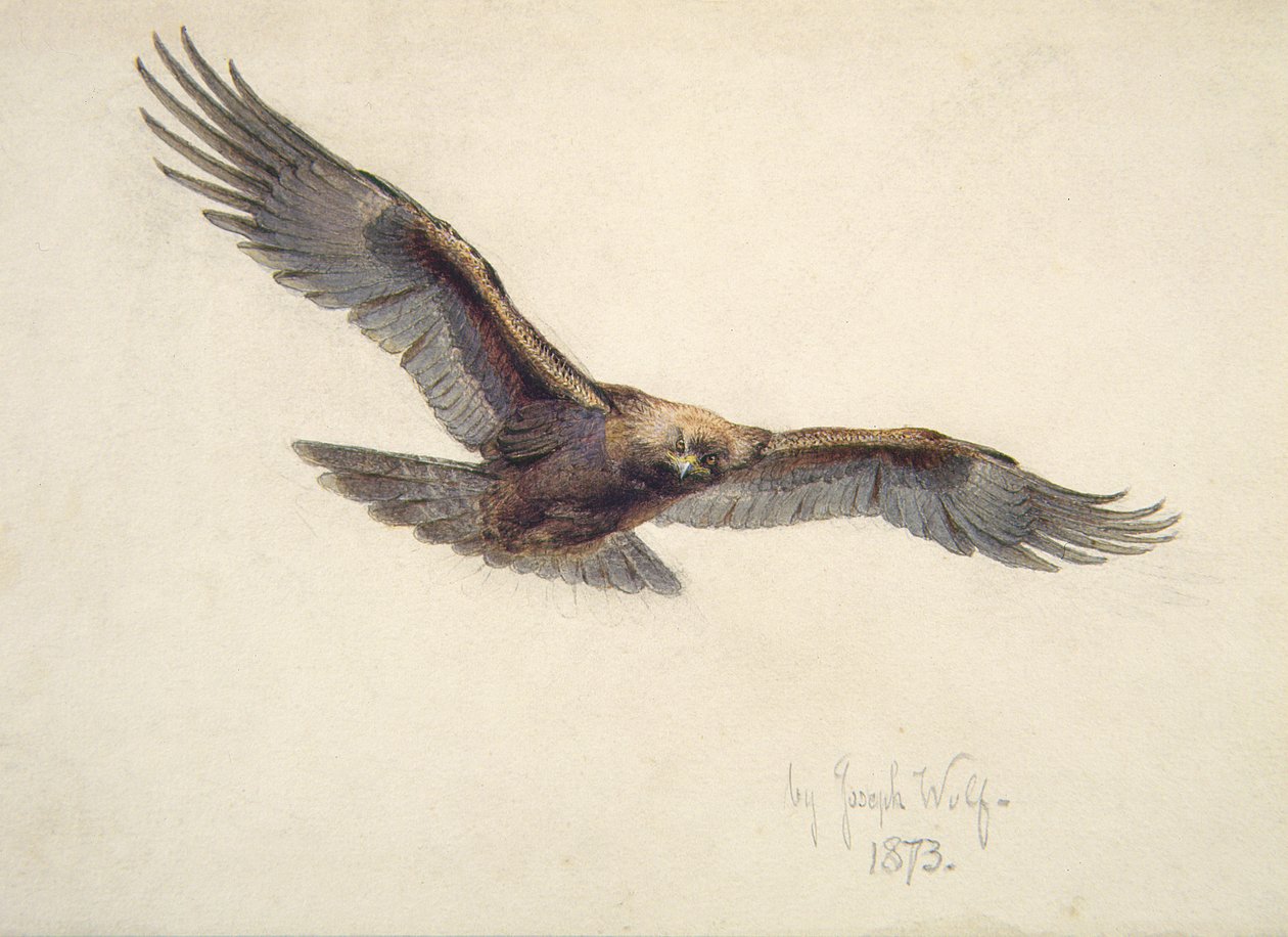 Eagle in flight, 1873 by Joseph Wolf