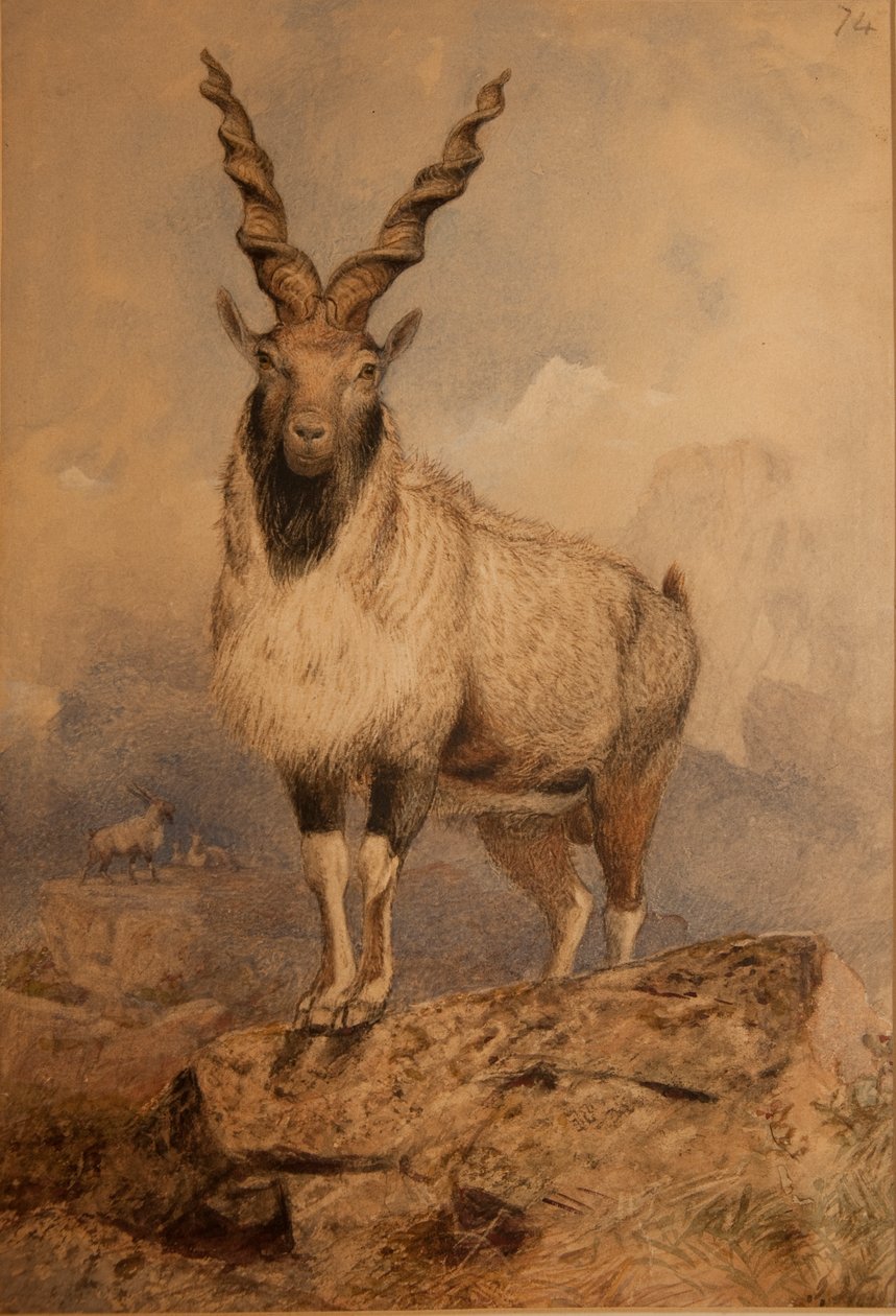 Markhoor by Joseph Wolf