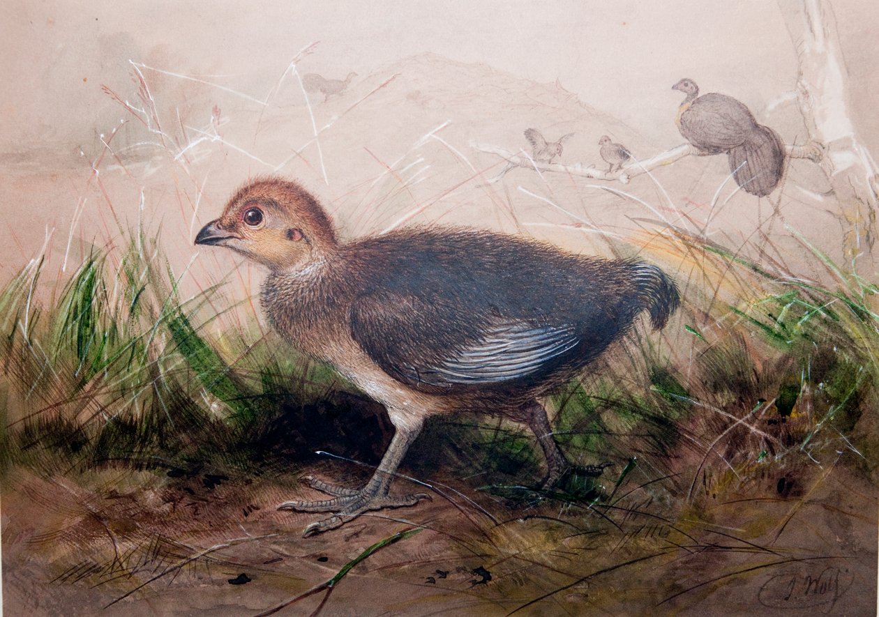 Megapodes by Joseph Wolf