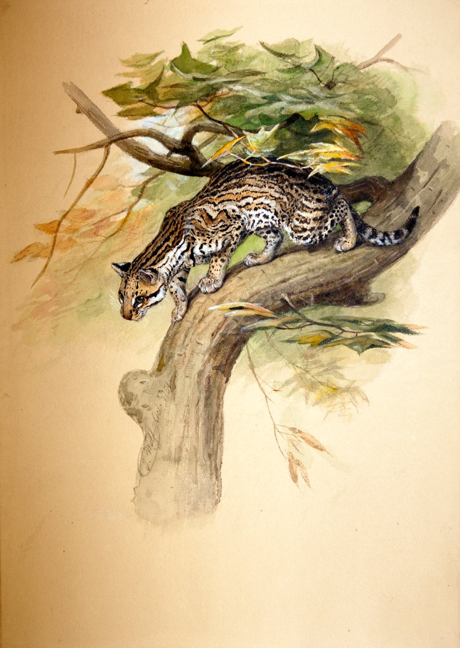 Ocelot, 1851 by Joseph Wolf