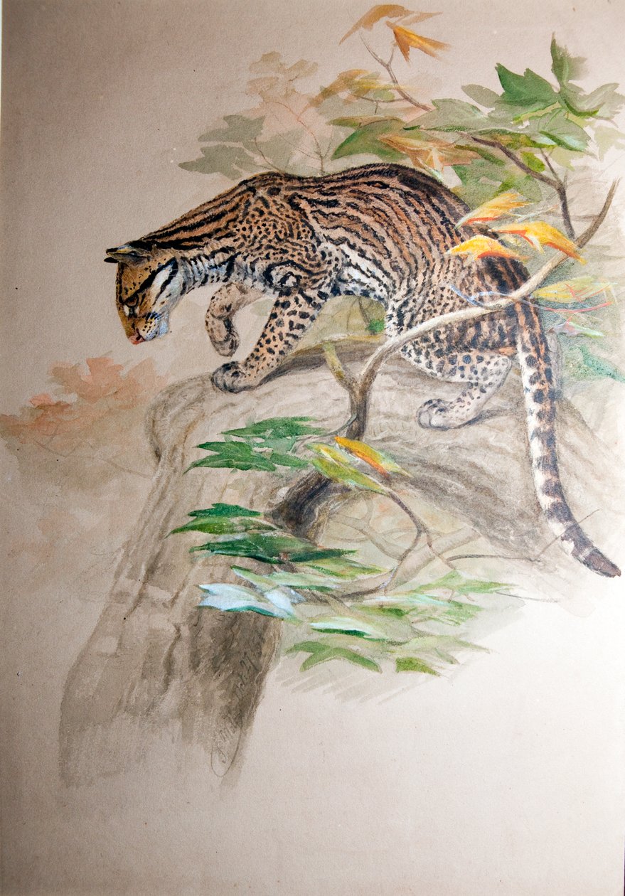 Ocelot, 1851-52 by Joseph Wolf