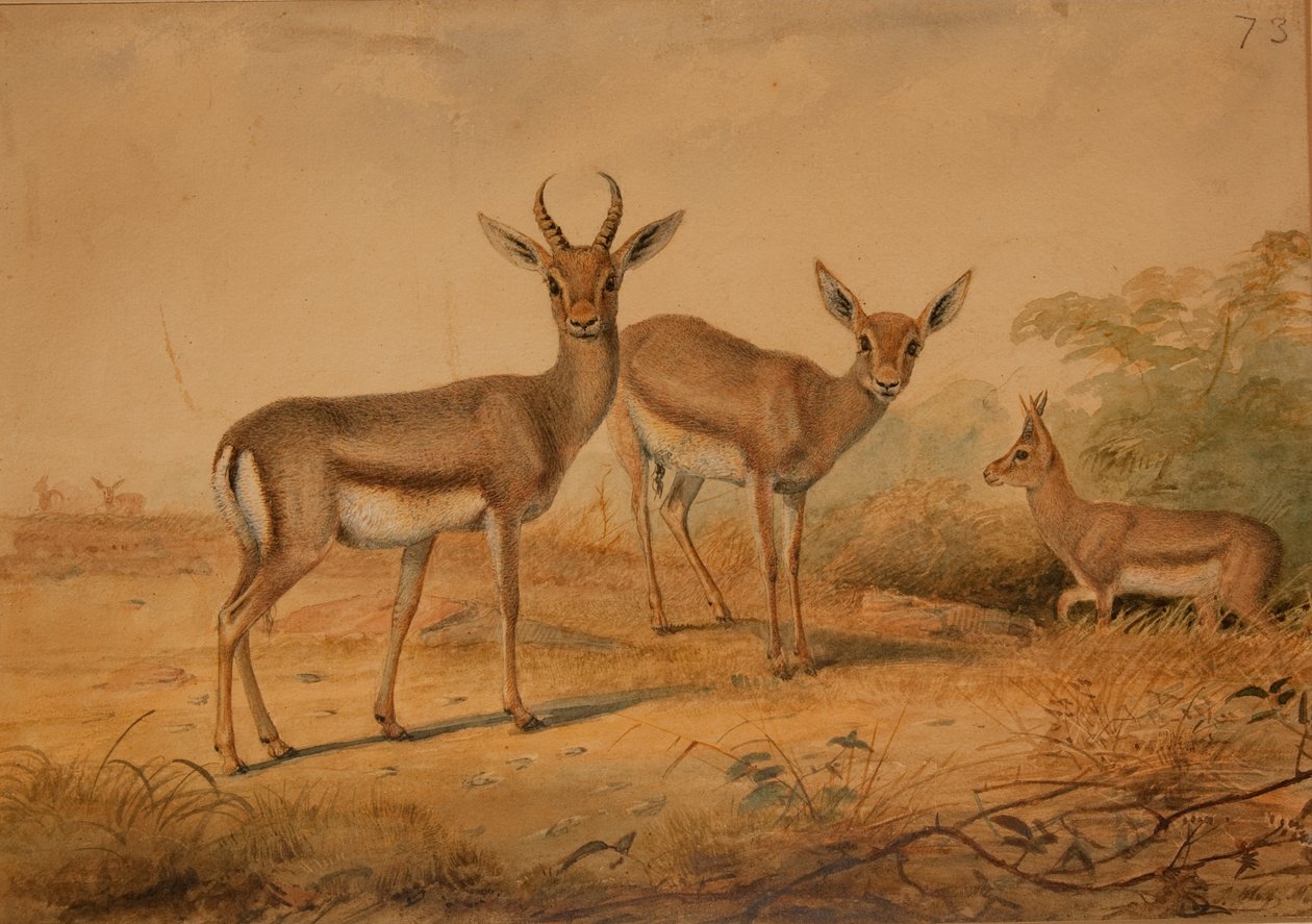 Persian Gazelle by Joseph Wolf