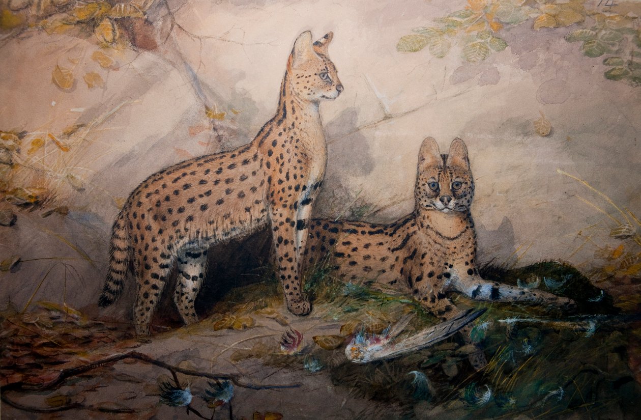 Serval by Joseph Wolf
