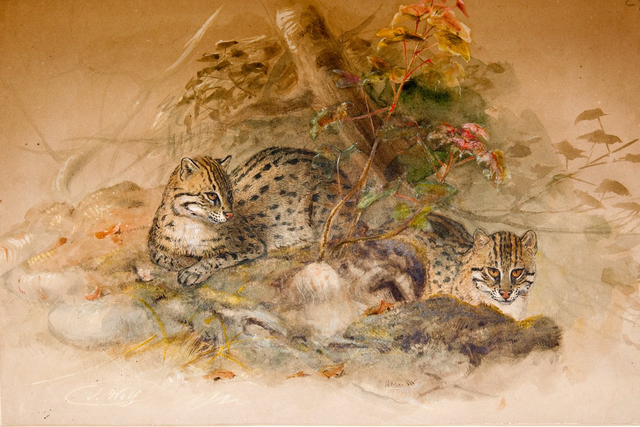 Wagati Cat by Joseph Wolf