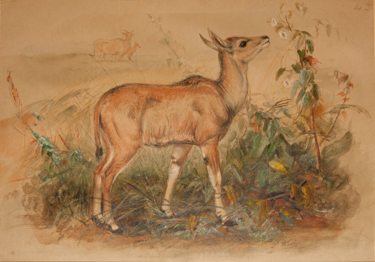 Young Eland by Joseph Wolf