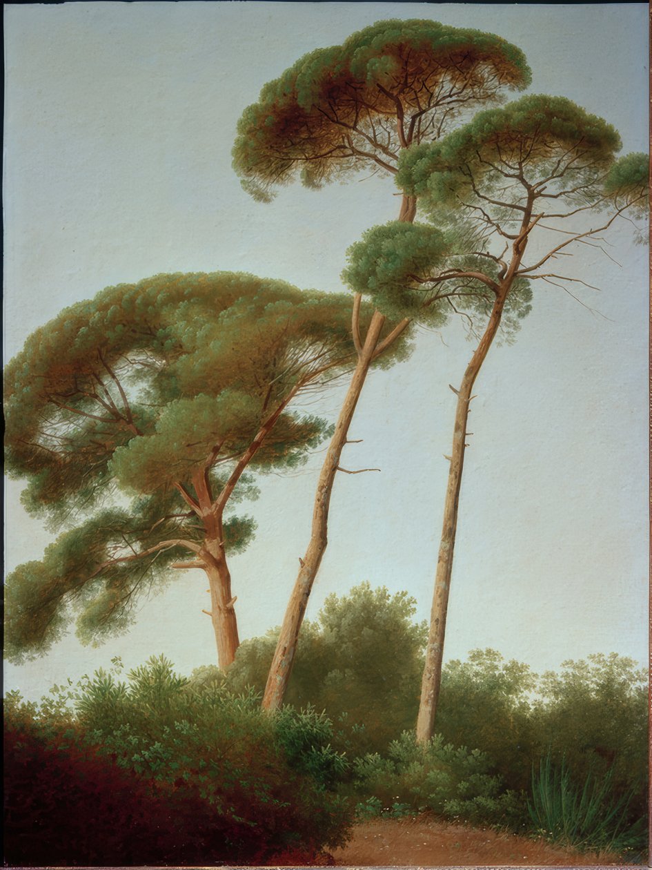 Pines by Joseph August Knip