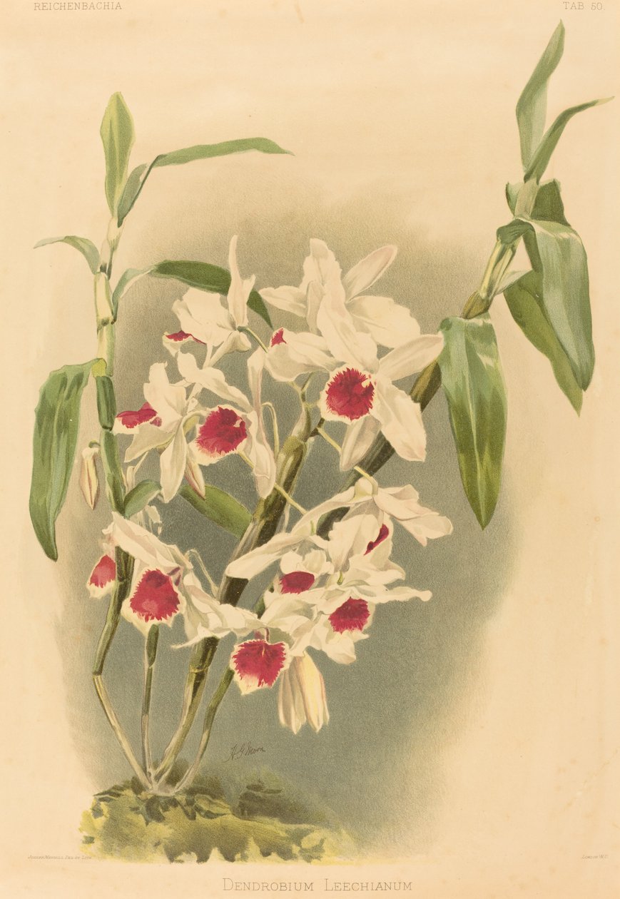 Dendrobium Leechianum by Joseph Mansell after Henry George Moon