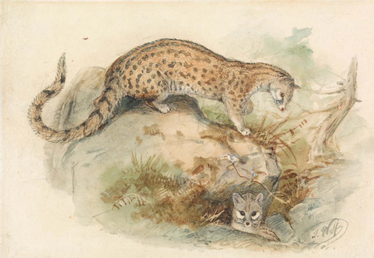 Genets by Joseph Wolf