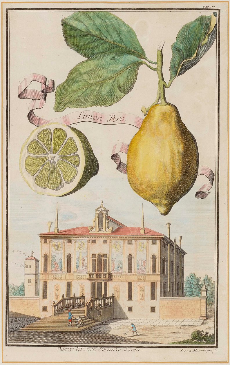 Lemon Tree by Joseph de Montalegre