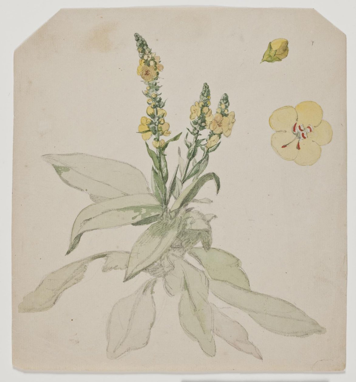Blooming Mullein by Jørgen Roed