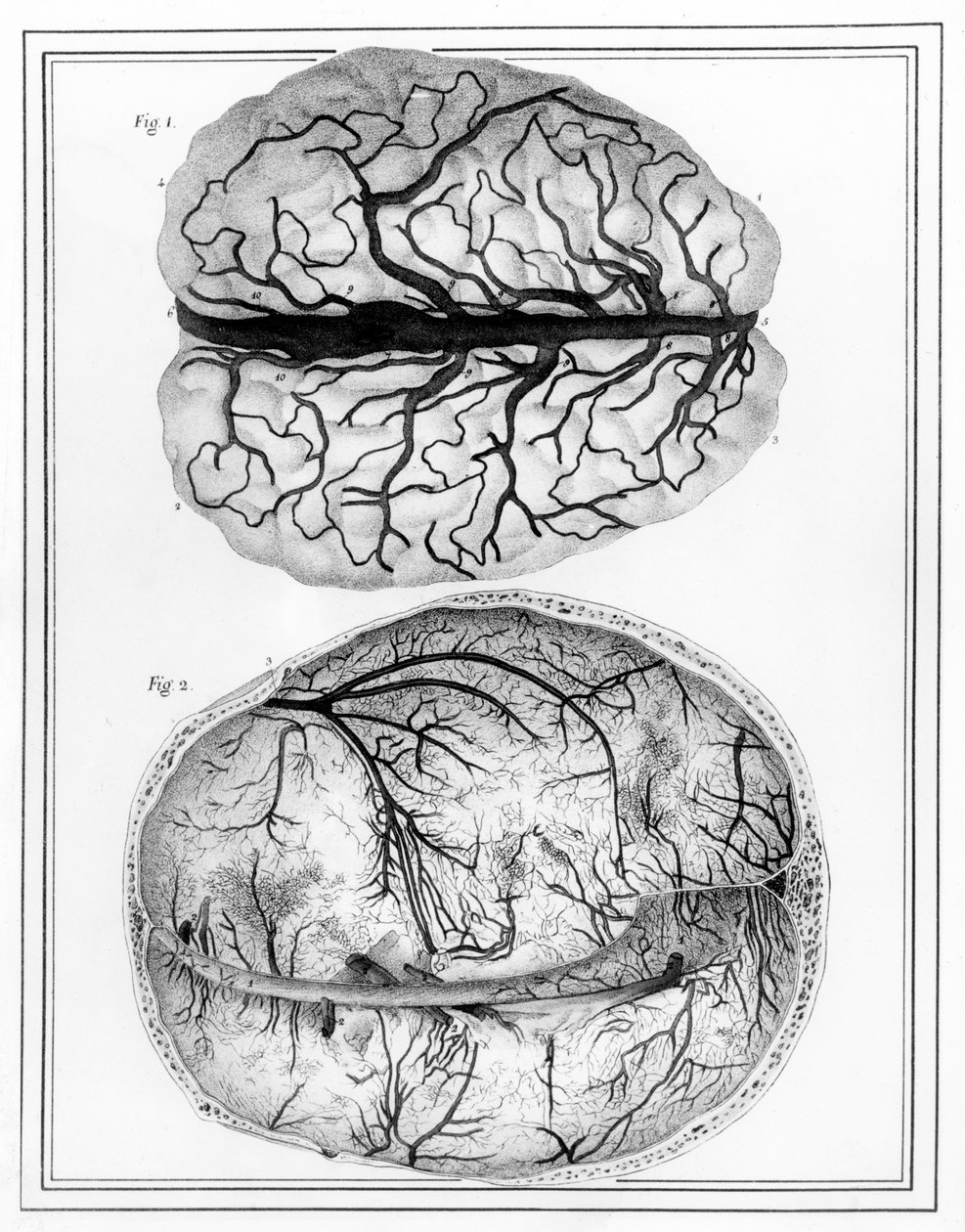 The Brain, 1825 by Jules Germain Cloquet