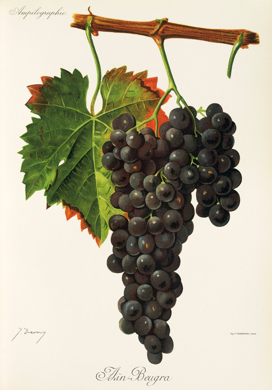 Ain Beugra grape by Jules Troncy
