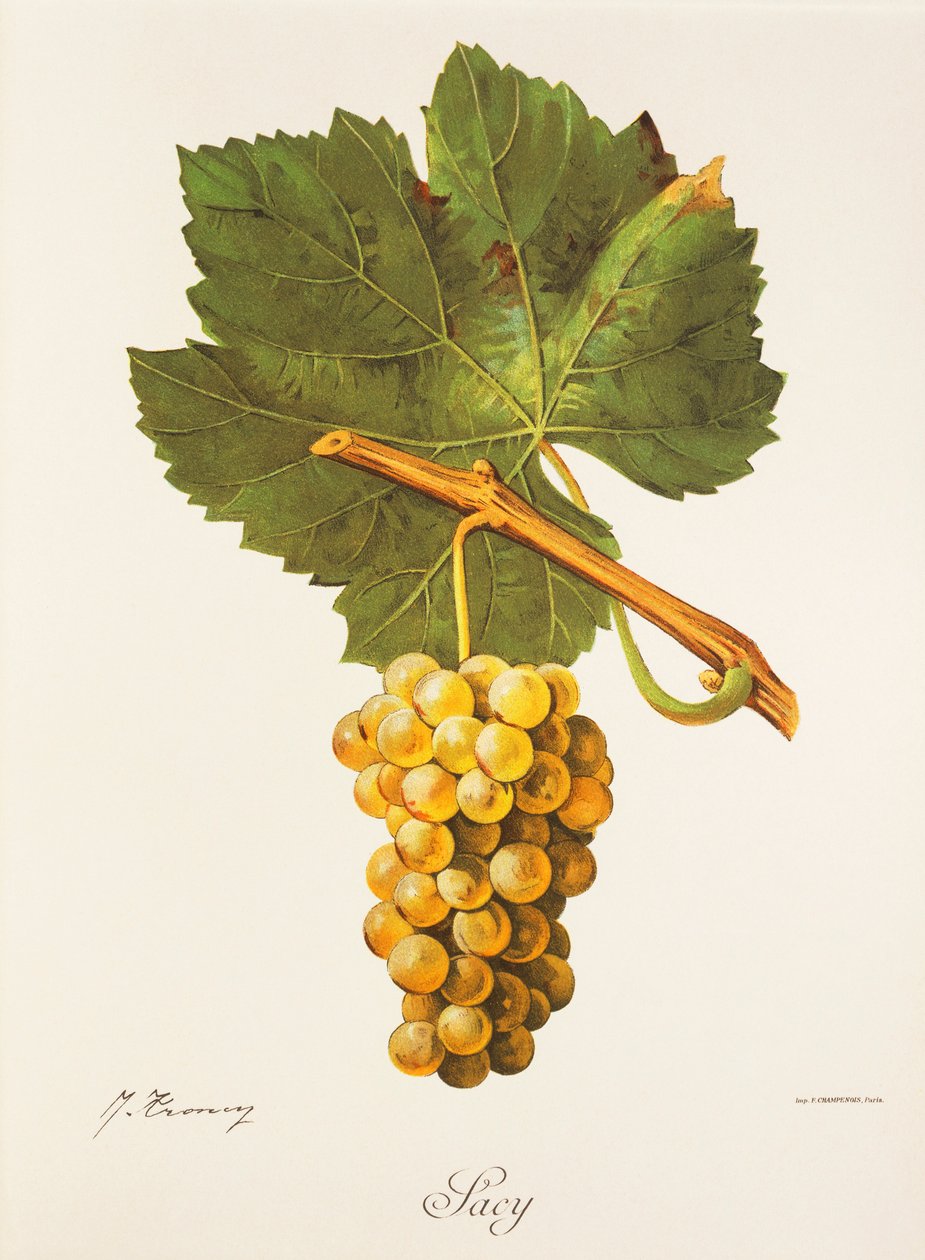 Albourla grape by Jules Troncy
