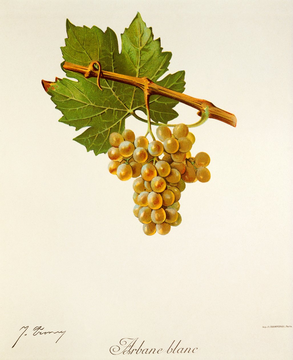 Arbane Blanc grape by Jules Troncy