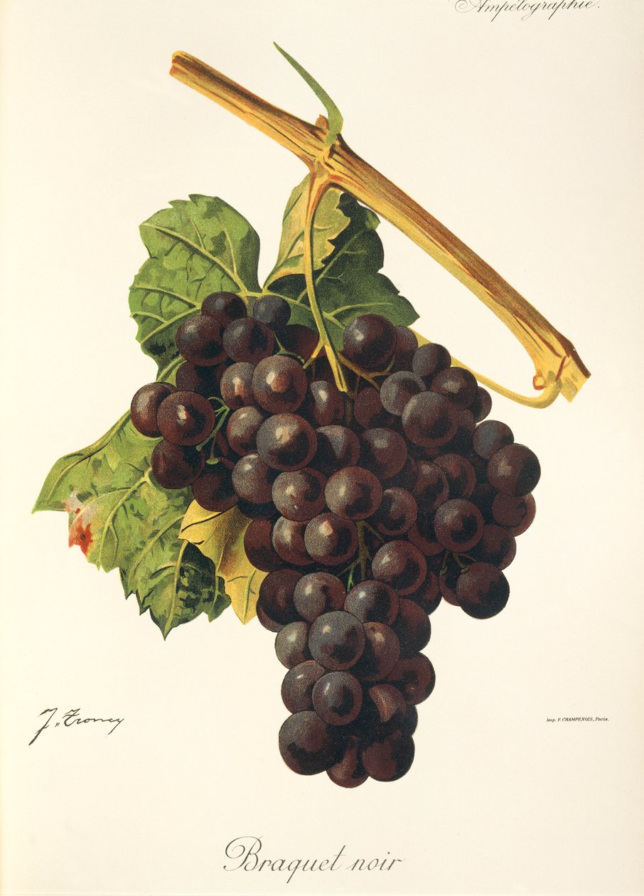 Braquet Noir grape by Jules Troncy