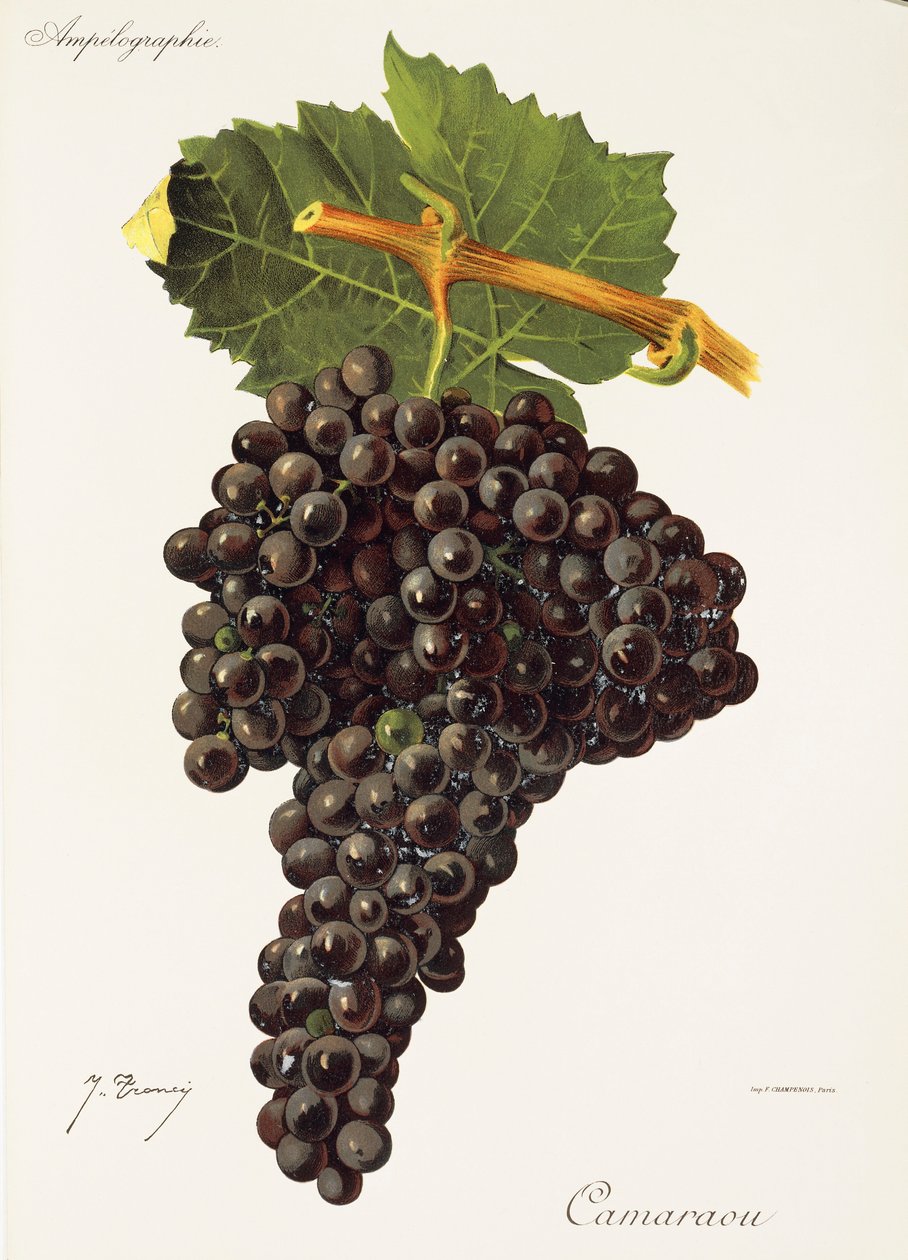 Camaraou Grape by Jules Troncy