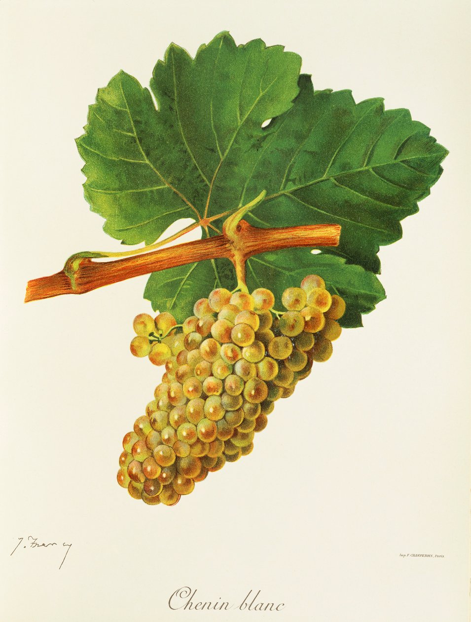 Chenin Blanc Grape by Jules Troncy