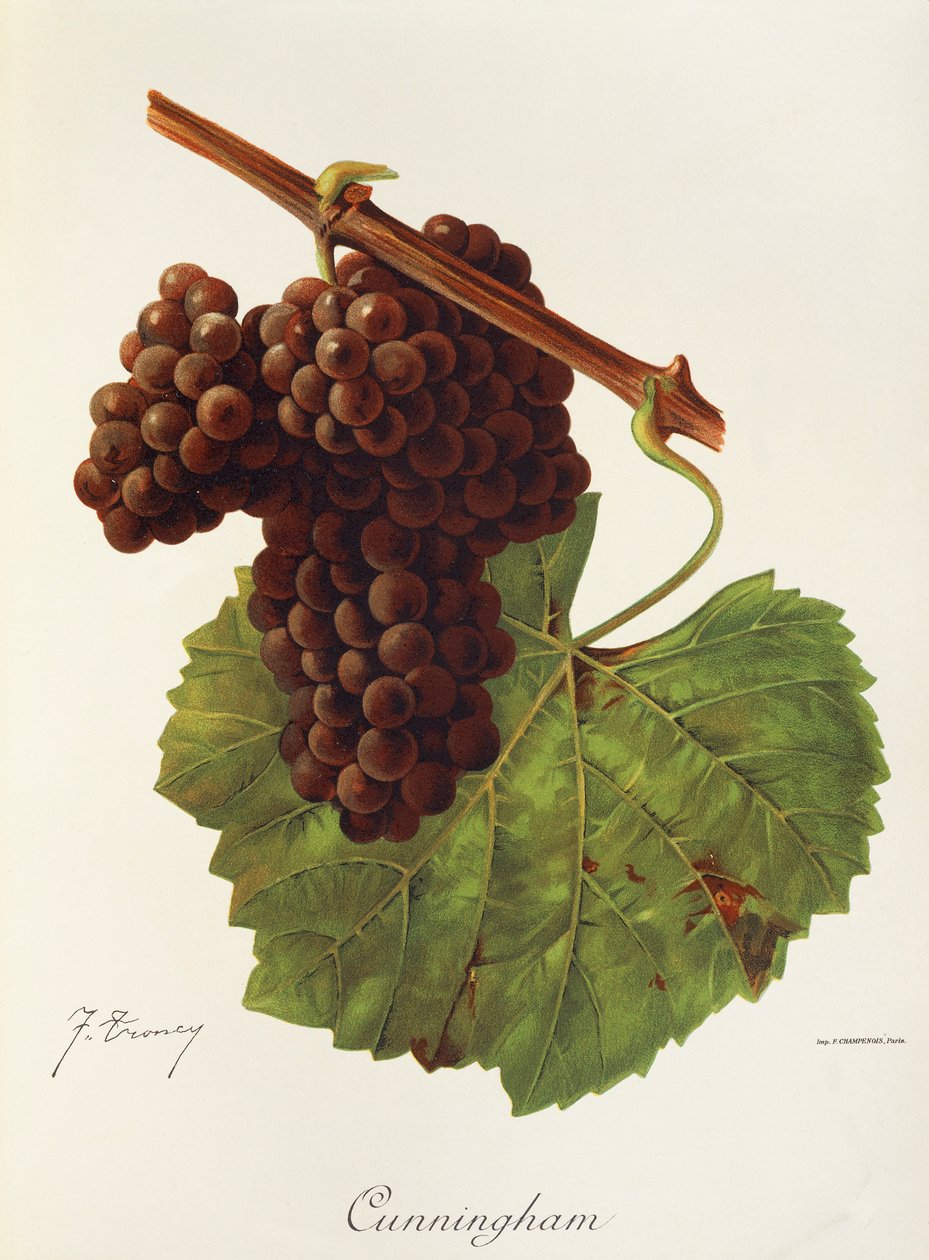 Cunningham grape by Jules Troncy