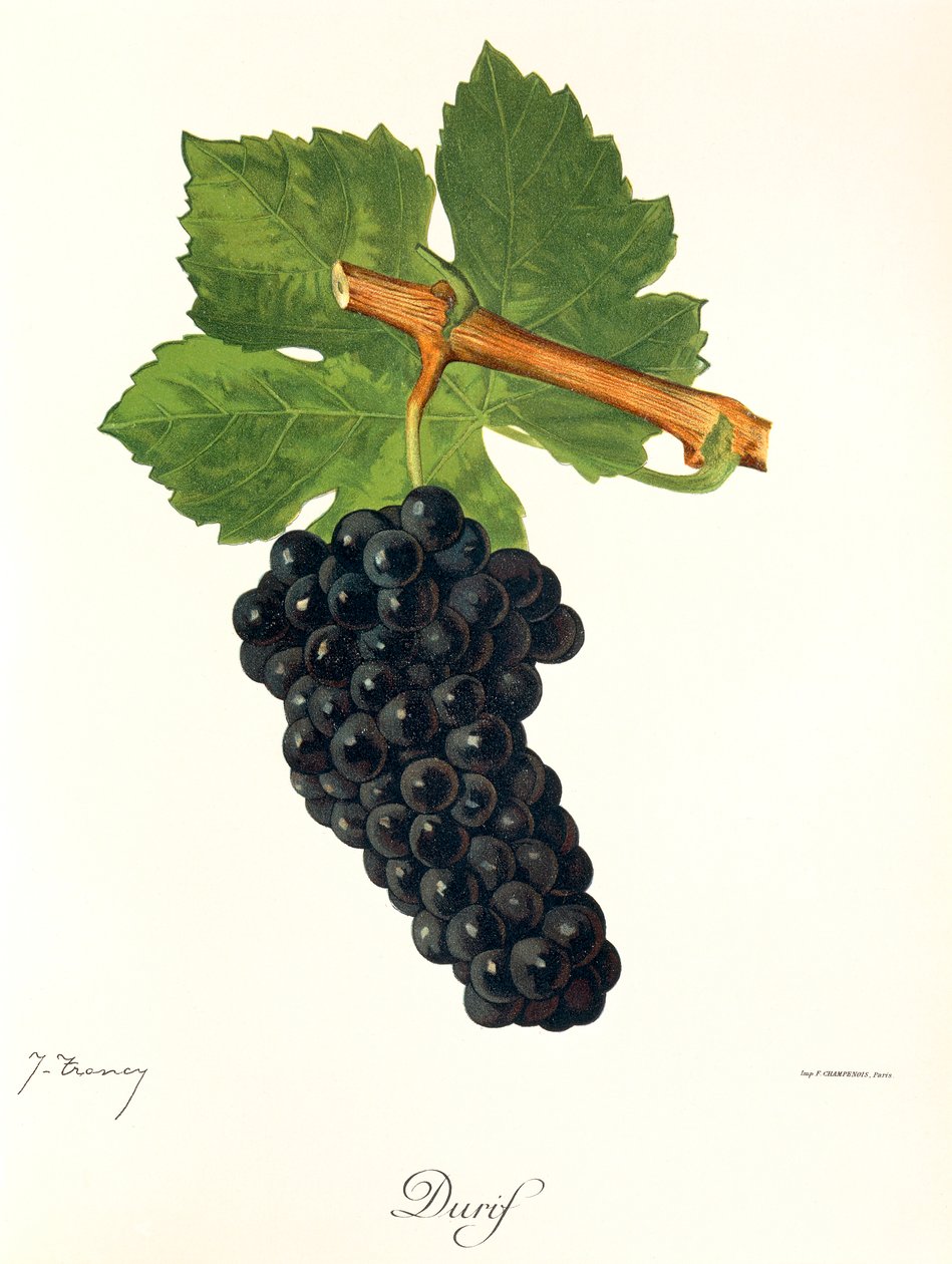 Durif Grape by Jules Troncy