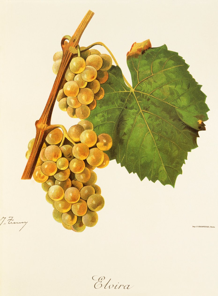 Elvira grape by Jules Troncy