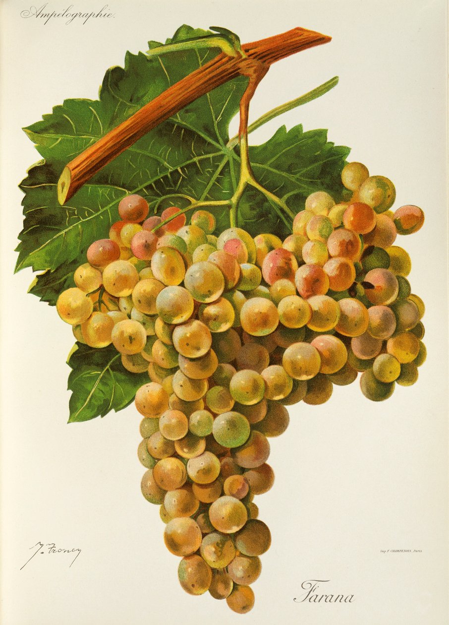 Farana Grape by Jules Troncy