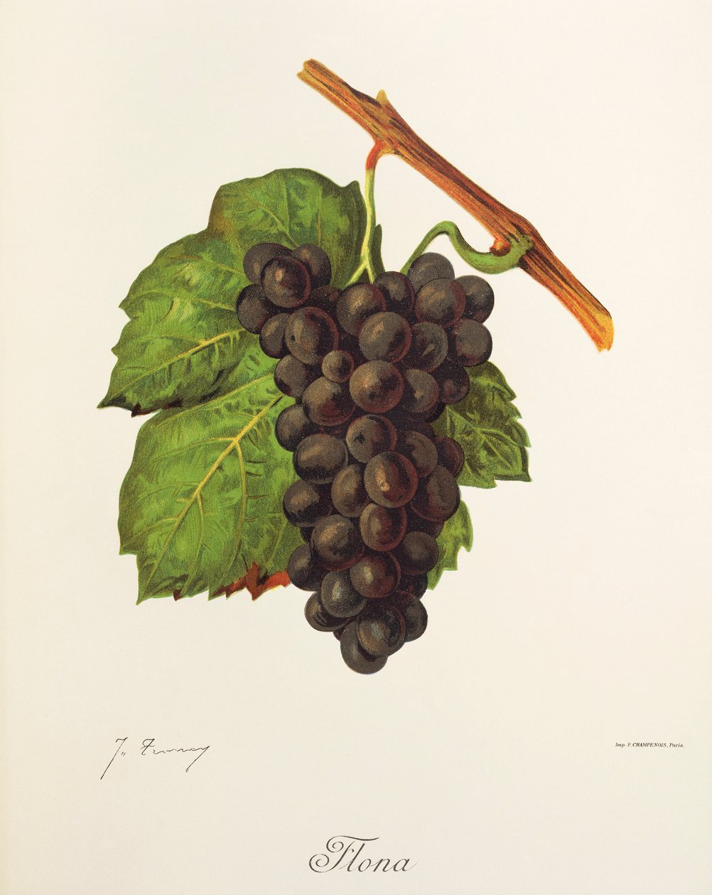 Flona grape by Jules Troncy