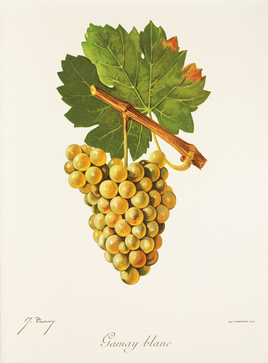 Gamay Blanc Grape by Jules Troncy