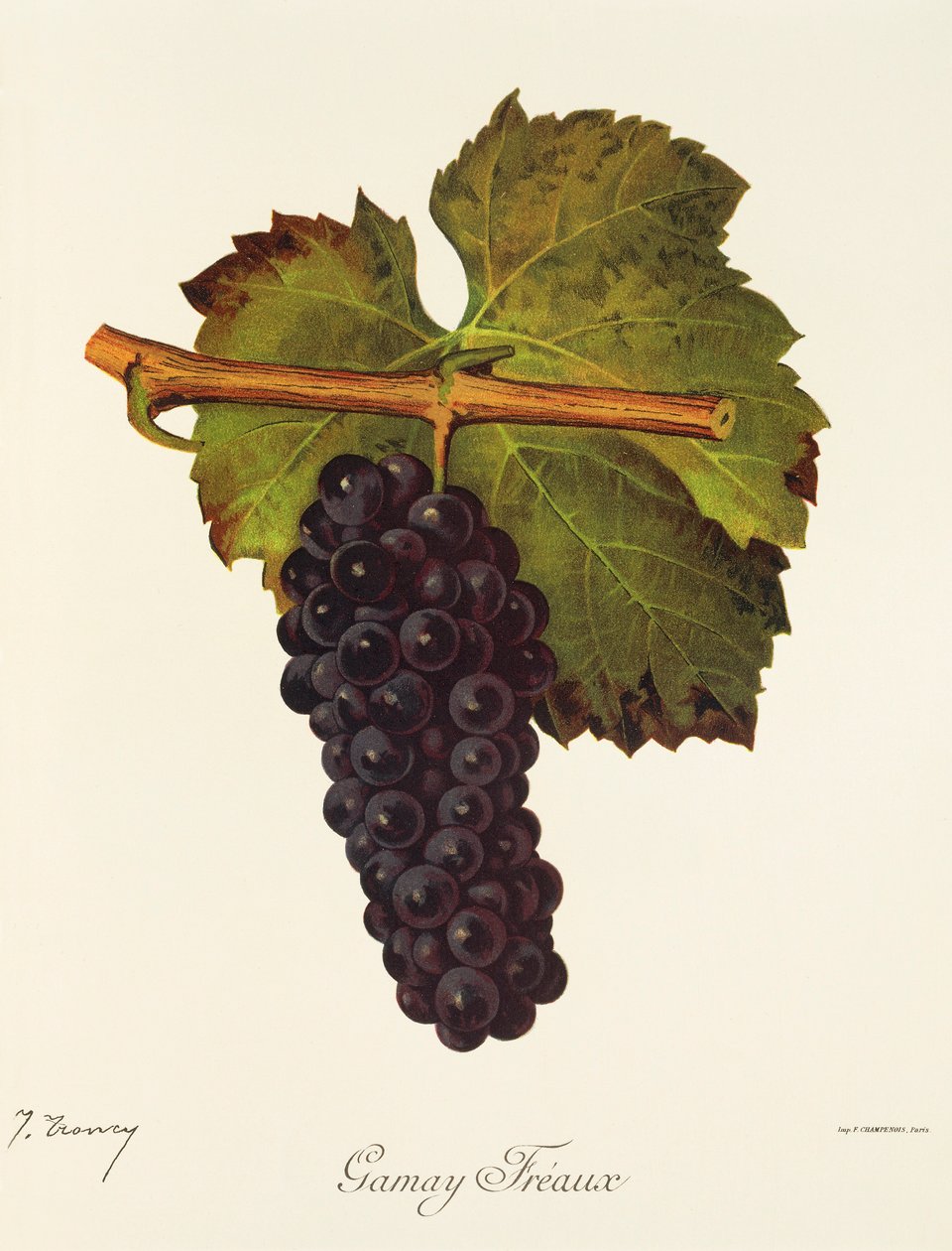 Gamay Freaux Grape by Jules Troncy