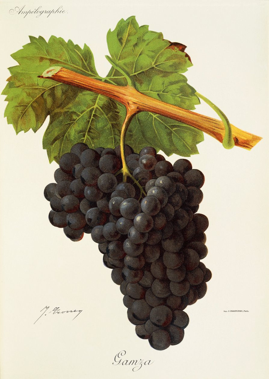 Gamza grape by Jules Troncy
